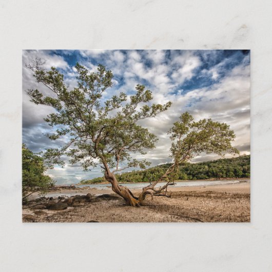 De mangrove boom briefkaart (Voorkant)