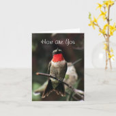 De Mannelijke groet van de Kolibrie van Lil of Kaart (Gele Bloem)