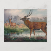 De Mantchurian Deer van Joseph Wolf Briefkaart (Voorkant)