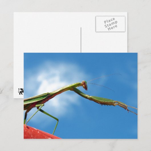 De Mantis Briefkaart (Voorkant / Achterkant)