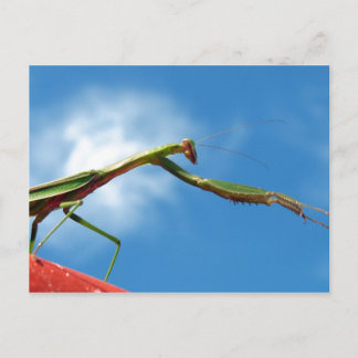De Mantis Briefkaart