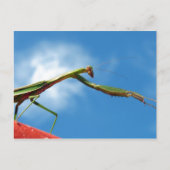 De Mantis Briefkaart (Voorkant)