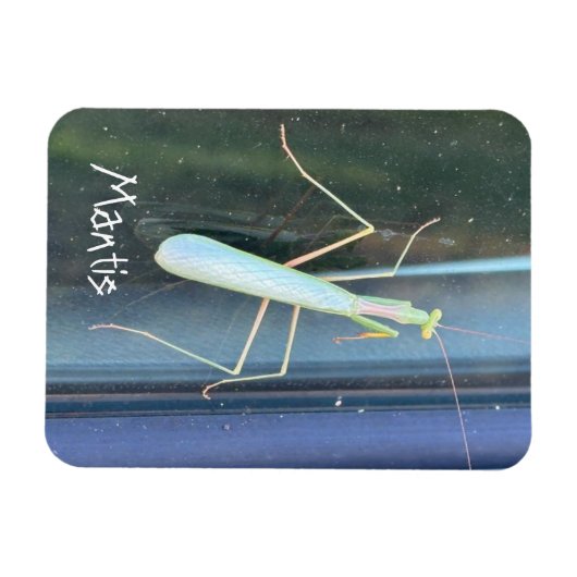 De Mantis Magneet (Horizontaal)