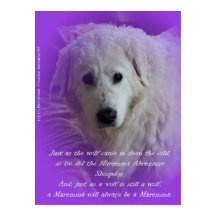 De Maremma en de wolf