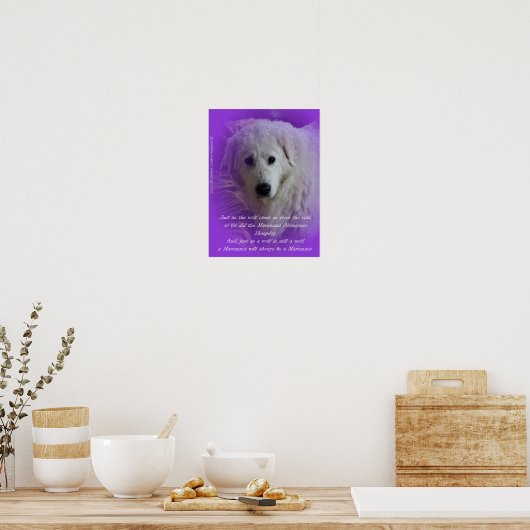 De Maremma en de wolf Poster (Keuken)