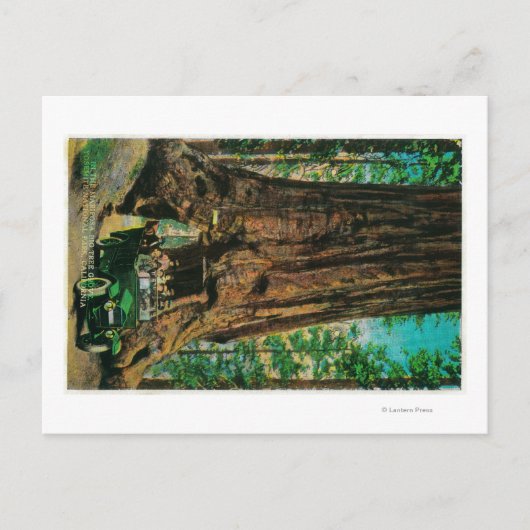 De Mariposa Big Tree Grove, Yosemite Briefkaart (Voorkant)