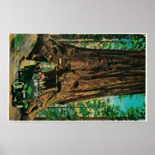 De Mariposa Big Tree Grove, Yosemite Poster (Voorkant)