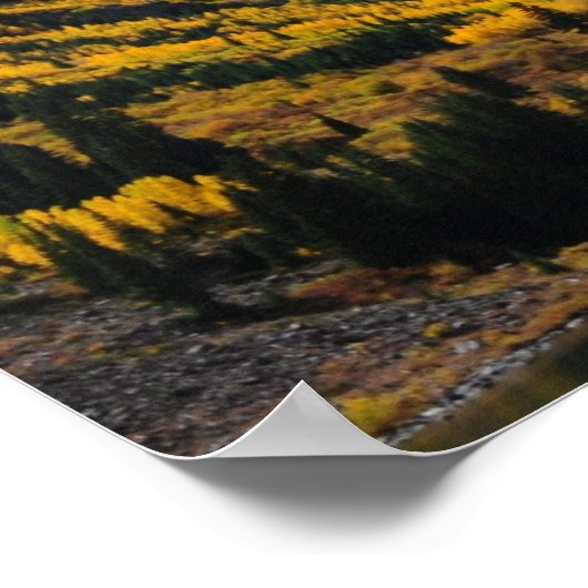 De maroon Bells in het herfst van Gold Poster (Hoek)