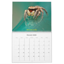 De meest gekneusde spinnen