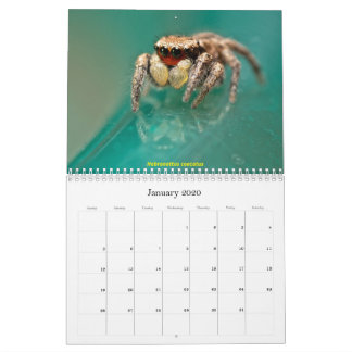 De meest gekneusde spinnen kalender