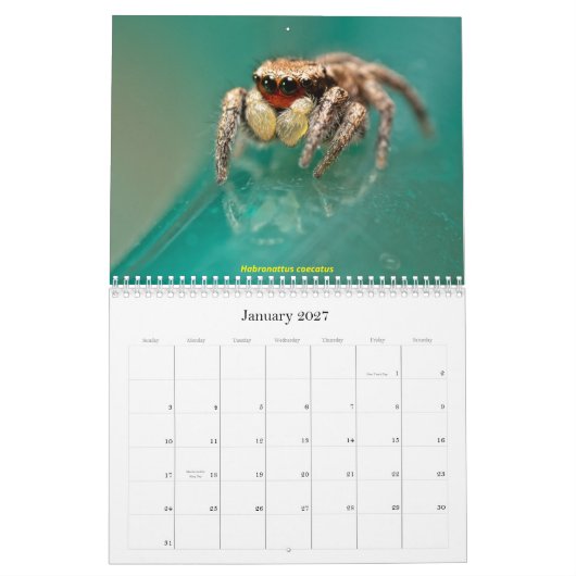 De meest gekneusde spinnen kalender (Jan 2027)