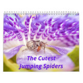 De meest gekneusde spinnen kalender (Hoes)