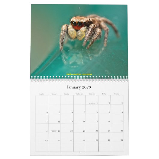 De meest gekneusde spinnen kalender (Jan 2026)