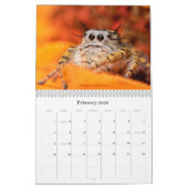 De meest gekneusde spinnen kalender (Feb 2026)