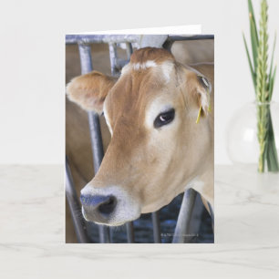 De melkkoe van Jersey met hoofd in hoofdslot Kaart