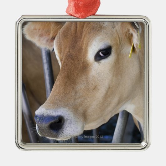 De melkkoe van Jersey met kop in het hoofdslot. Metalen Ornament (Voorkant)