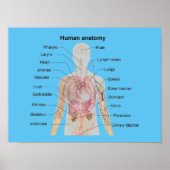 De menselijke anatomie poster (Voorkant)