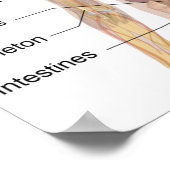De Menselijke Anatomie Poster (Hoek)