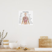 De Menselijke Anatomie Poster (Keuken)