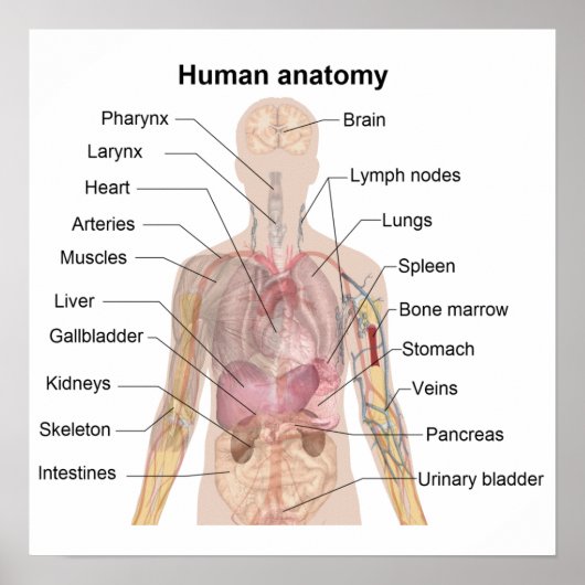 De Menselijke Anatomie Poster (Voorkant)