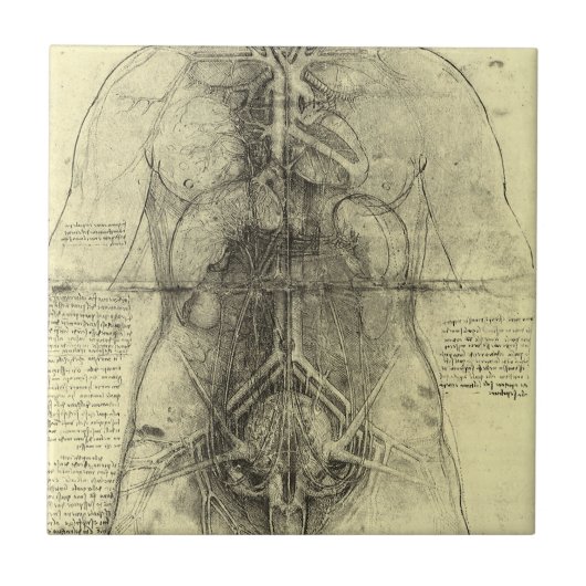 De menselijke anatomie van Leonardo da Vinci, Vrou Tegeltje (Voorkant)
