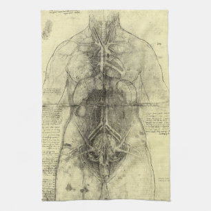 De menselijke anatomie van Leonardo da Vinci, Vrou Theedoek