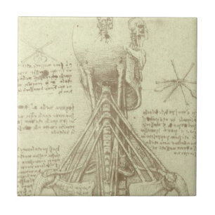 De menselijke anatomie van Leonardo da Vinci: werv Tegeltje