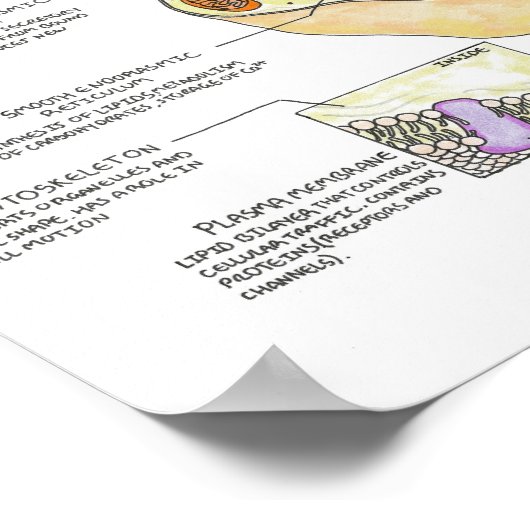 De menselijke cel poster (Hoek)