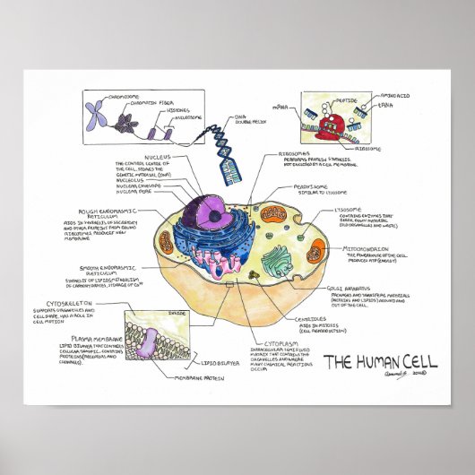 De menselijke cel poster (Voorkant)