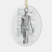 De menselijke Grafiek van de Anatomie Keramisch Ornament (Rechts)