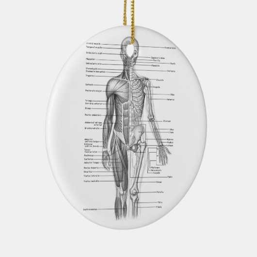 De menselijke Grafiek van de Anatomie Keramisch Ornament (Rechts)