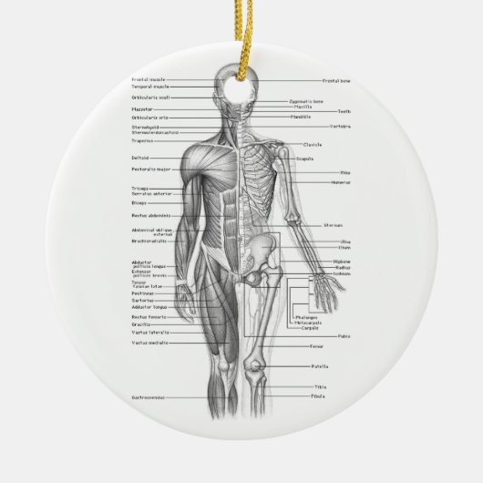 De menselijke Grafiek van de Anatomie Keramisch Ornament (Voorkant)