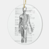 De menselijke Grafiek van de Anatomie Keramisch Ornament (Links)