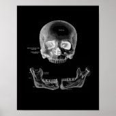 De menselijke schedel en de anatomische afdruk poster (Voorkant)