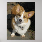 De merkwaardige Corgi Poster (Voorkant)