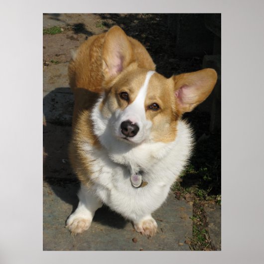 De merkwaardige Corgi Poster (Voorkant)