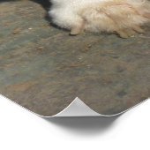 De merkwaardige Corgi Poster (Hoek)