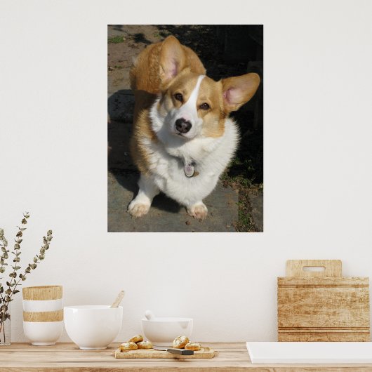 De merkwaardige Corgi Poster (Keuken)