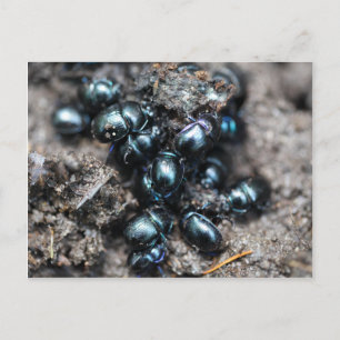 De mestkevers Anoplotrupes stercorosus Briefkaart