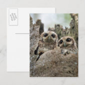 De met bakbenen bedekte boomkor of kubuskruiper briefkaart (Voorkant / Achterkant)