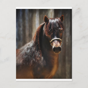 De Mini Stallion Briefkaart