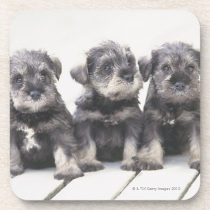 De miniatuur Schnauzer is een soort kleine hond Bier Onderzetter
