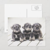 De miniatuur Schnauzer is een soort kleine hond Briefkaart (Voorkant / Achterkant)