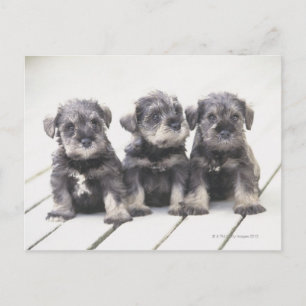 De miniatuur Schnauzer is een soort kleine hond Briefkaart