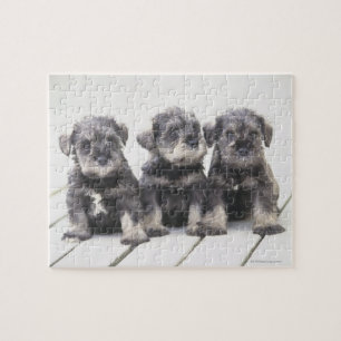De miniatuur Schnauzer is een soort kleine hond Legpuzzel