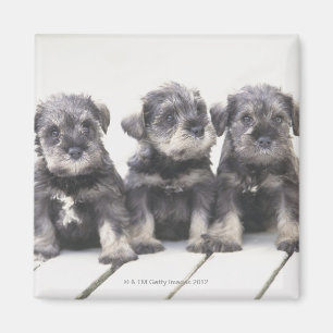 De miniatuur Schnauzer is een soort kleine hond Magneet