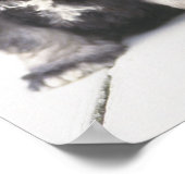 De miniatuur Schnauzer is een soort kleine hond Poster (Hoek)