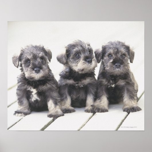 De miniatuur Schnauzer is een soort kleine hond Poster (Voorkant)