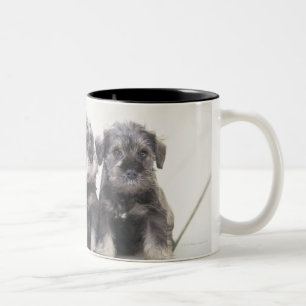 De miniatuur Schnauzer is een soort kleine hond Tweekleurige Koffiemok