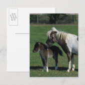 De miniatuur Status van de Merrie & van het Veulen Briefkaart (Voorkant / Achterkant)